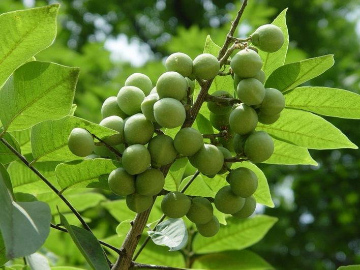 Sapindus Mukorossi SEEDS Soap Nut Soapberry Seeds BELL Garden Company